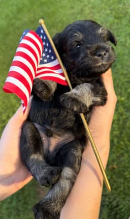 Miniature Schnauzer Puppies thumbnail 25