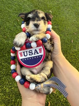 Miniature Schnauzer Puppies thumbnail 27