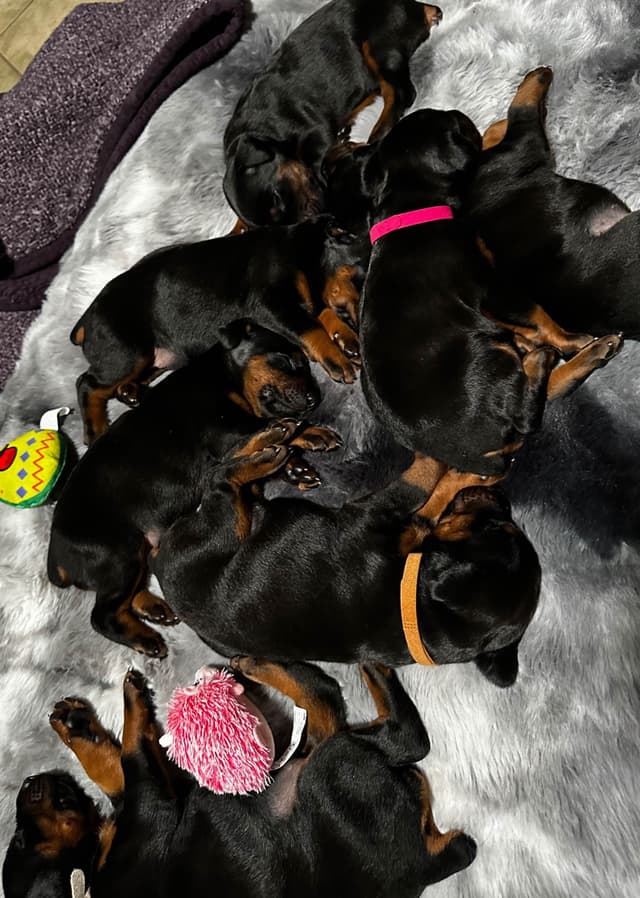 Doberman Puppies media 2