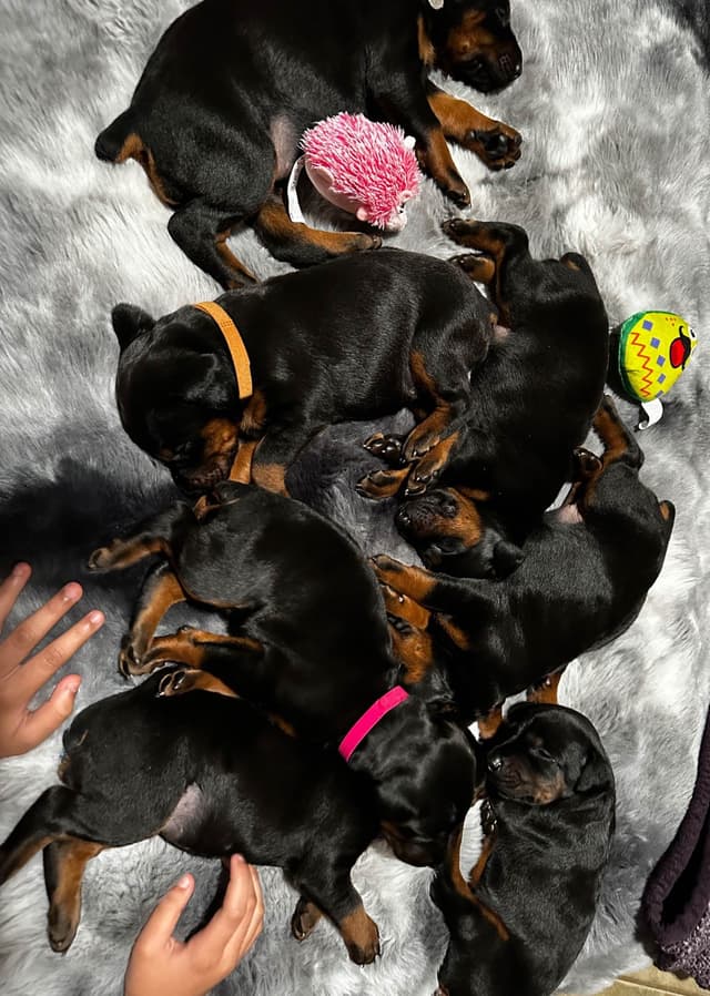 Doberman Puppies media 3