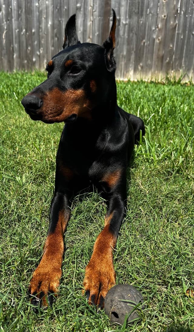 Doberman Puppies media 4