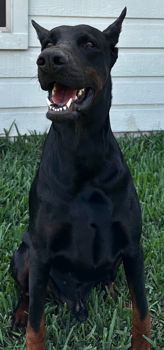 Doberman Puppies media 5