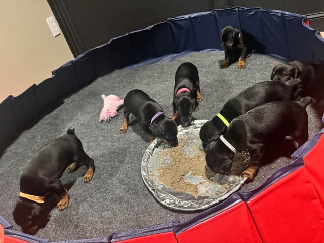 Doberman Puppies media 6