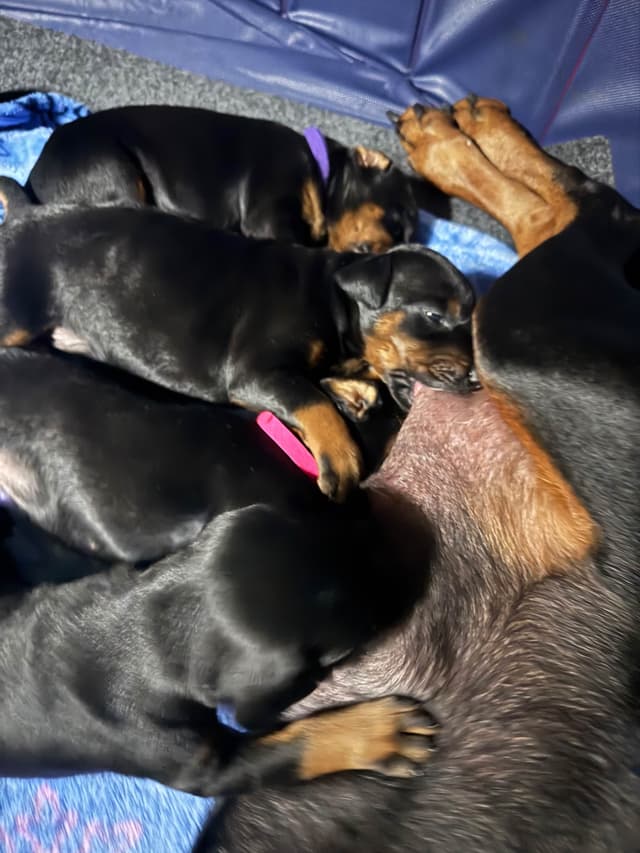 Doberman Puppies media 11
