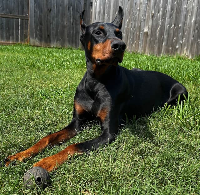 Doberman Puppies media 7