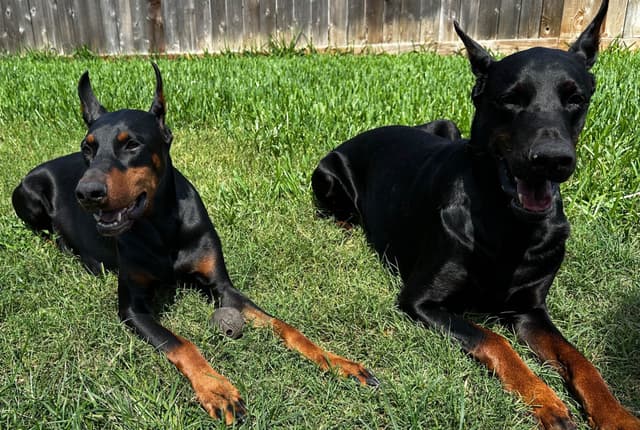 Doberman Puppies media 8