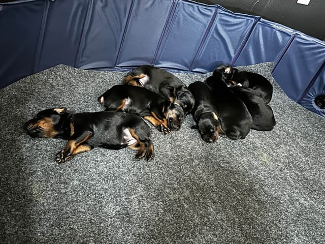 Doberman Puppies media 10