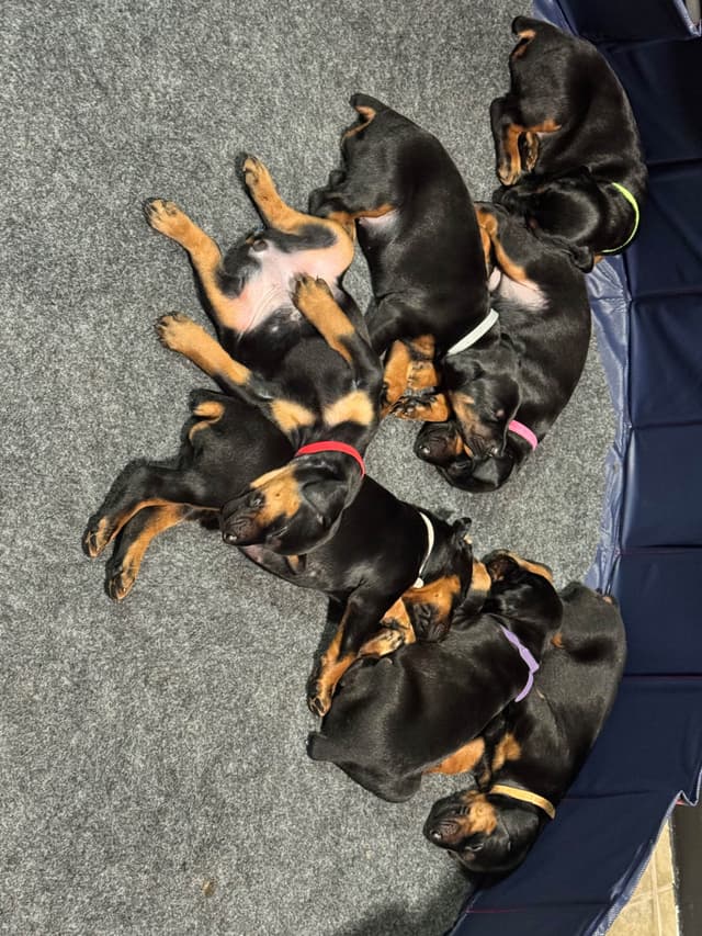 Doberman Puppies media 13