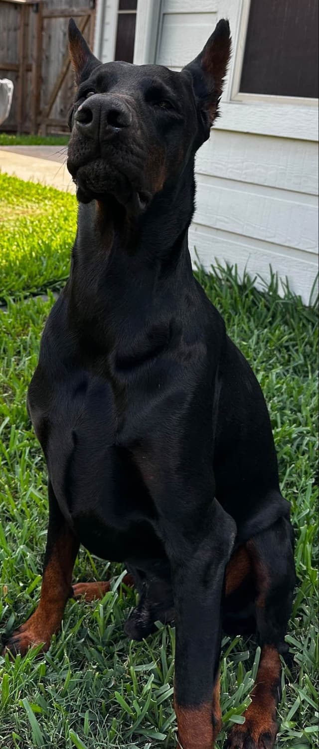 Doberman Puppies media 12
