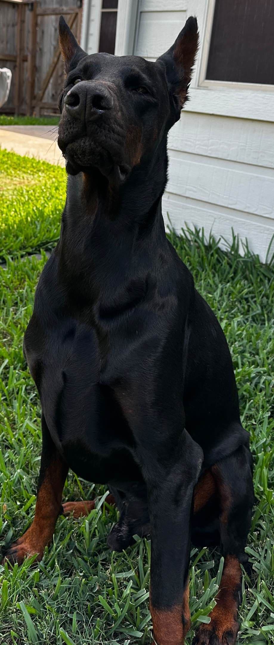 Doberman Puppies breeder image 1