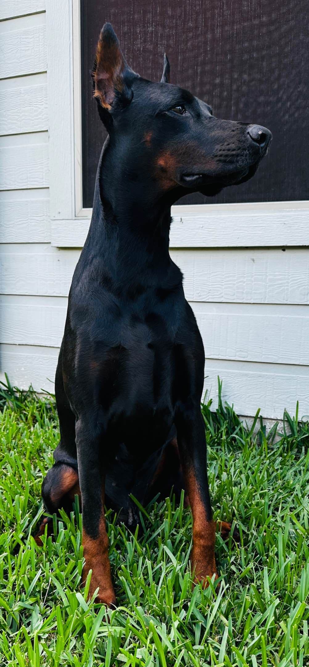 Doberman Puppies breeder image 2