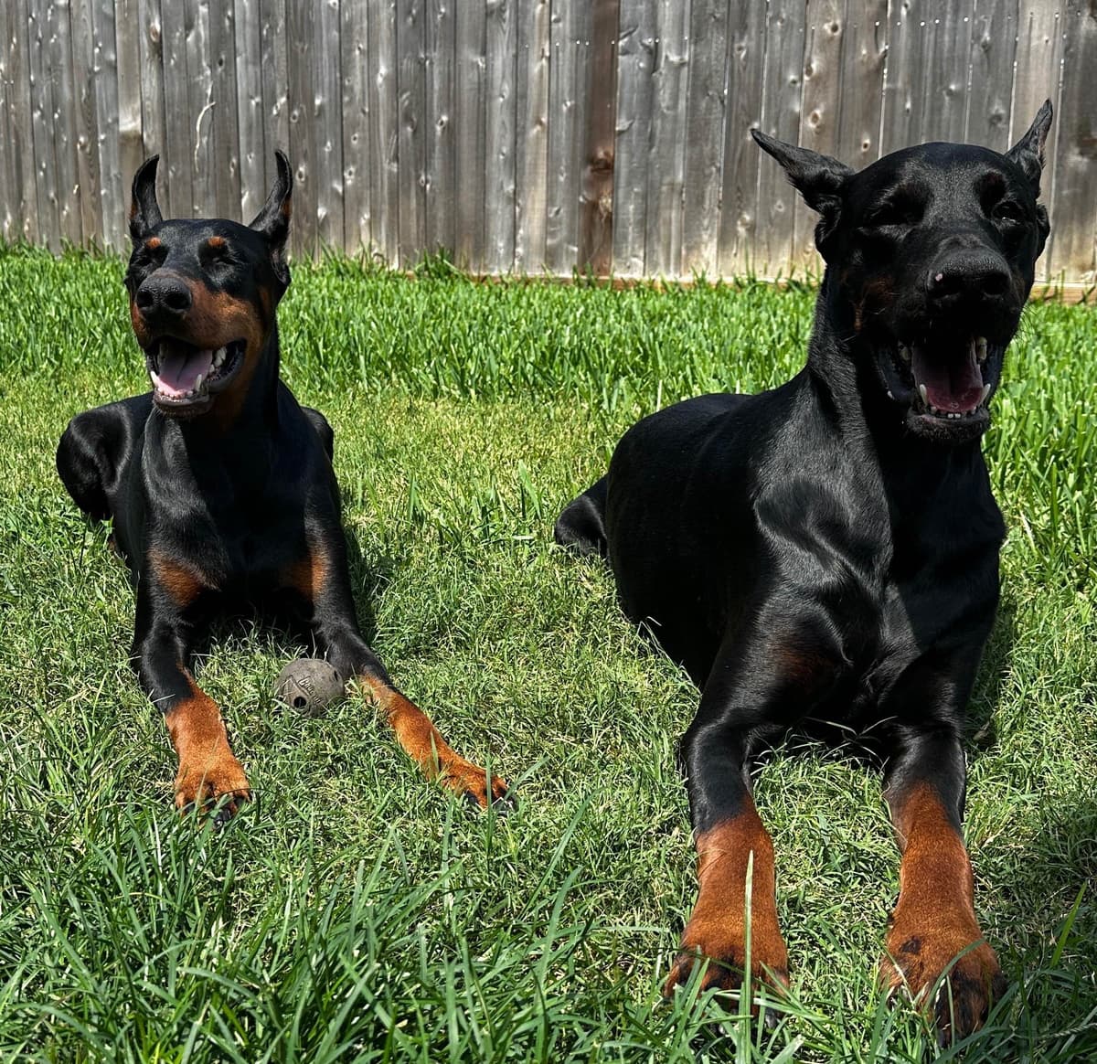 Doberman Puppies breeder image 5