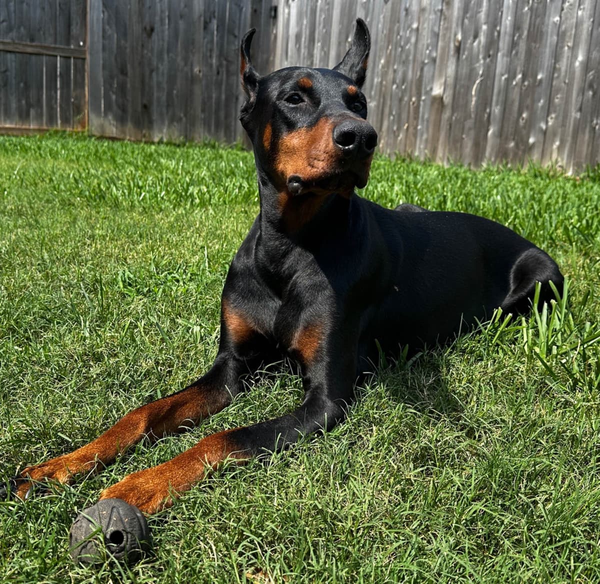 Doberman Puppies breeder image 6