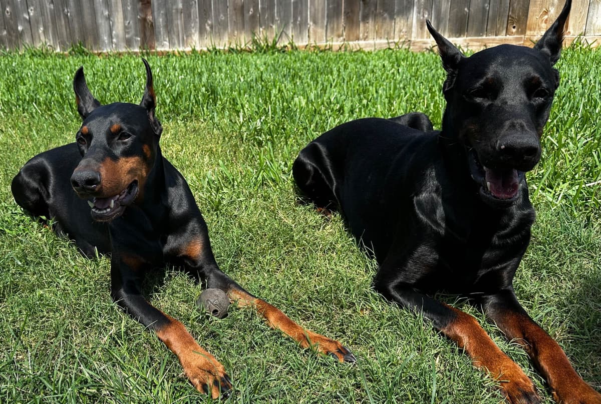 Doberman Puppies breeder image 7