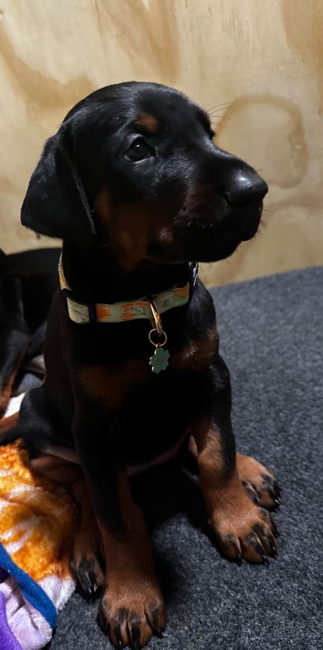 Doberman Puppies media 14