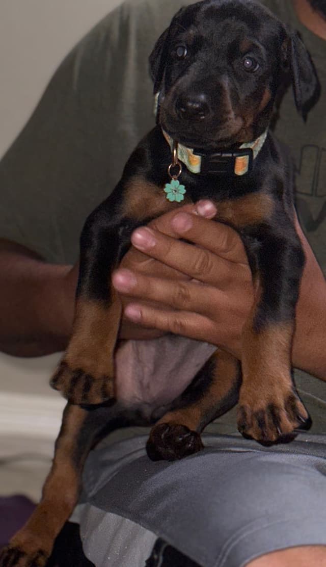 Doberman Puppies media 15