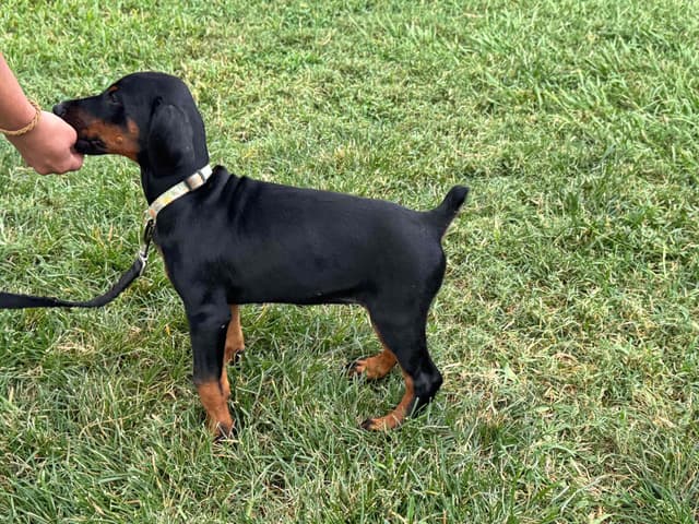 Doberman Puppies media 17
