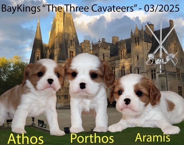 Cavalier King Charles Spaniel Puppies breeder image 29