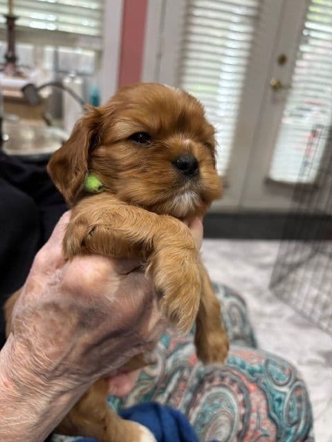 Cavalier King Charles Spaniel Puppies media 4