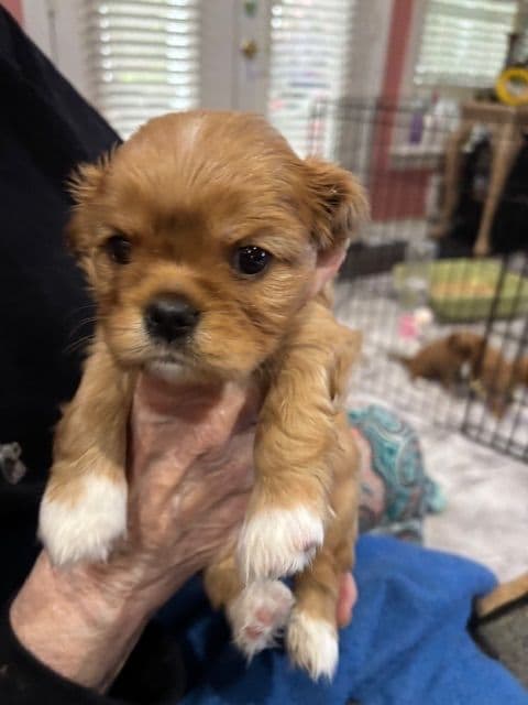 Cavalier King Charles Spaniel Puppies media 2