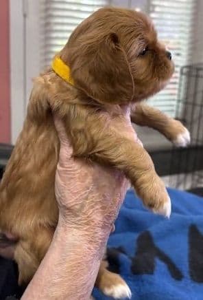 Cavalier King Charles Spaniel Puppies media 3
