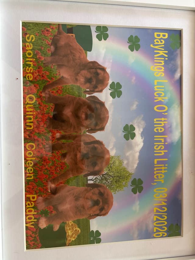 Cavalier King Charles Spaniel Puppies media 5