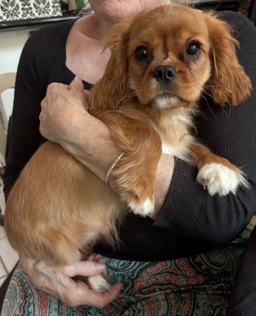 Cavalier King Charles Spaniel Puppies media 7