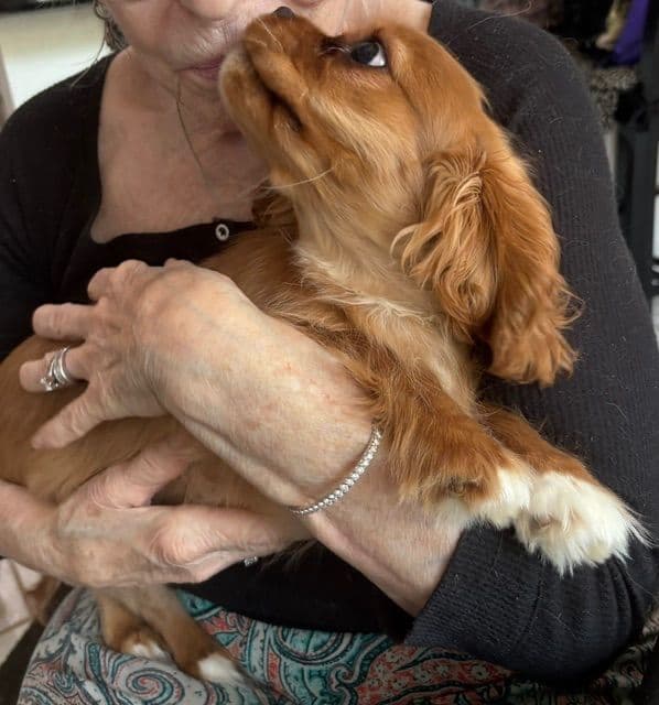 Cavalier King Charles Spaniel Puppies media 6