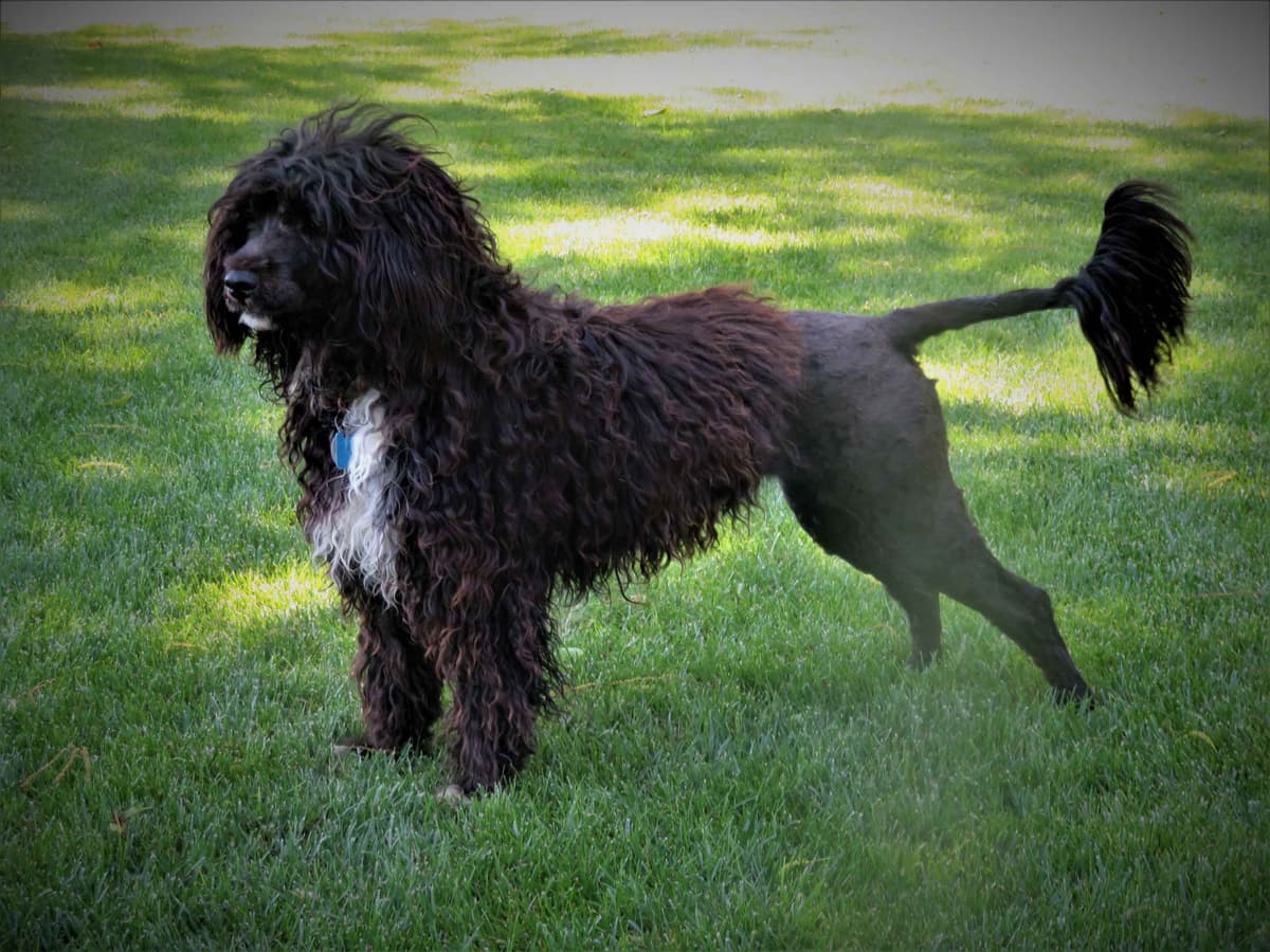 Brown Portuguese Water Dog Puppies breeder image 5