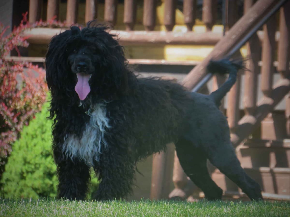 Brown Portuguese Water Dog Puppies breeder image 7