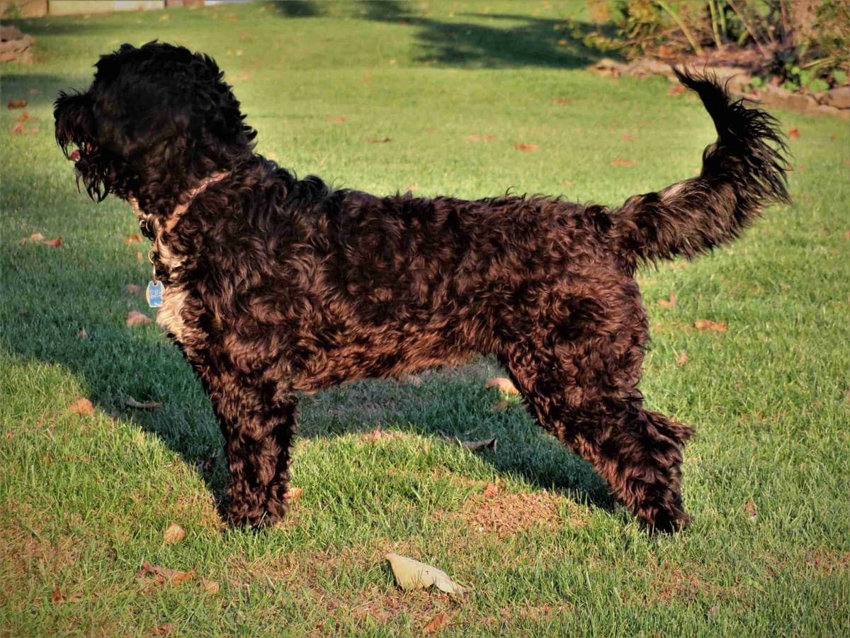 Brown Portuguese Water Dog Puppies breeder image 9