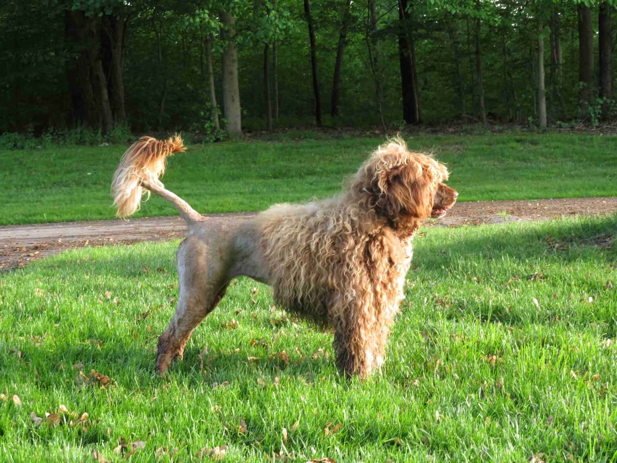 Brown Portuguese Water Dog Puppies breeder image 10