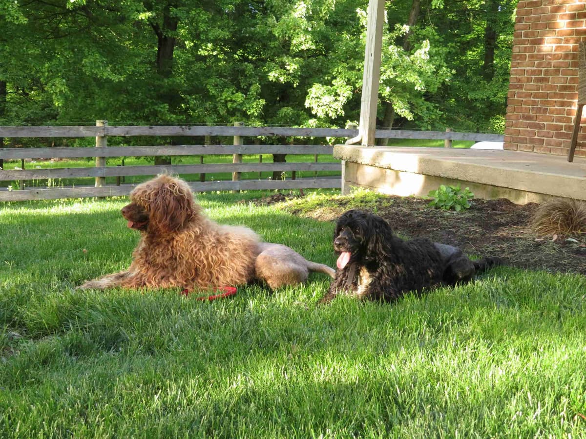 Brown Portuguese Water Dog Puppies breeder image 1