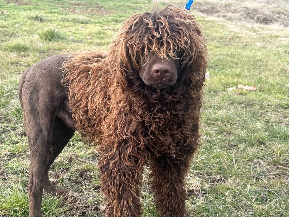 Brown Portuguese Water Dog Puppies breeder image 4