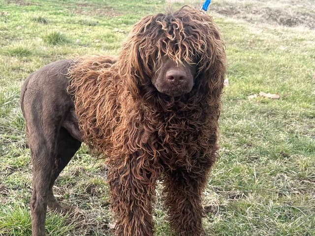 Brown Portuguese Water Dog Puppies media 2