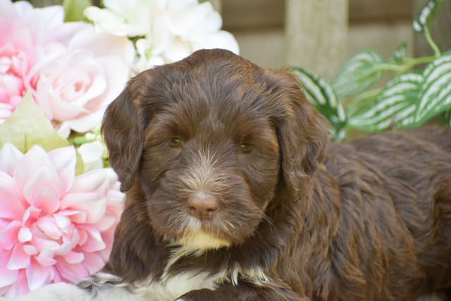 Brown Portuguese Water Dog Puppies media 3