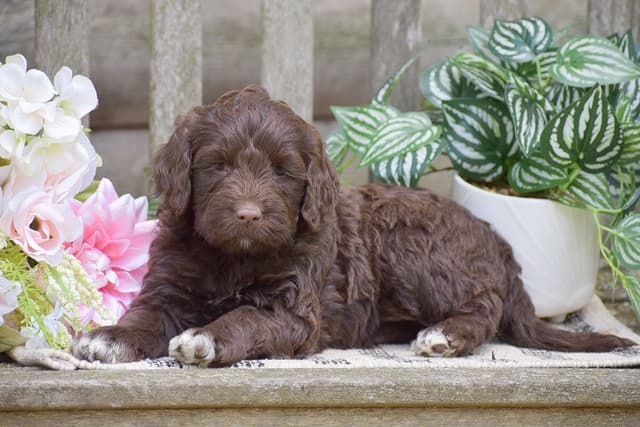 Brown Portuguese Water Dog Puppies media 4
