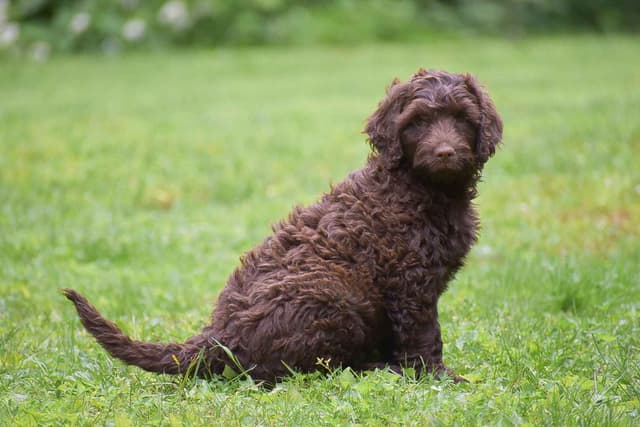 Brown Portuguese Water Dog Puppies media 5