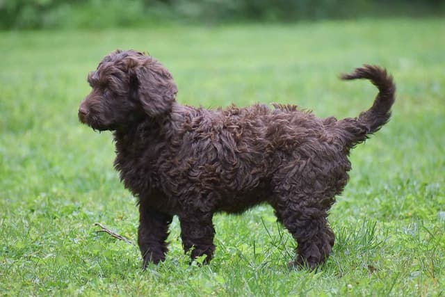 Brown Portuguese Water Dog Puppies media 6