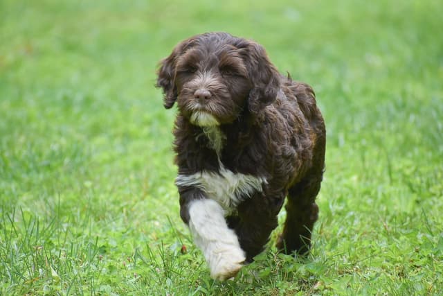 Brown Portuguese Water Dog Puppies media 8