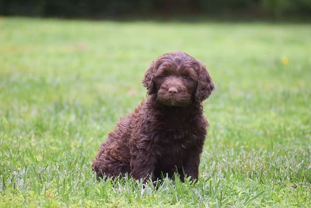 Brown Portuguese Water Dog Puppies media 9
