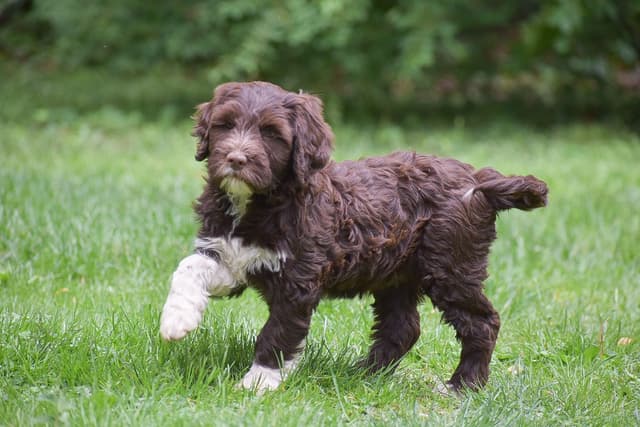 Brown Portuguese Water Dog Puppies media 10