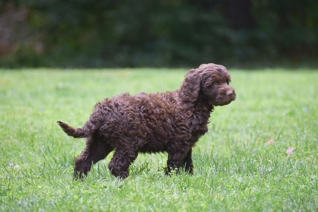 Brown Portuguese Water Dog Puppies media 11