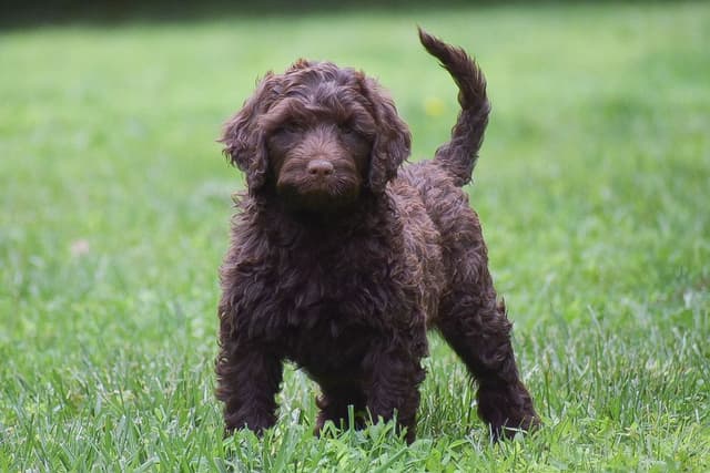 Brown Portuguese Water Dog Puppies media 13