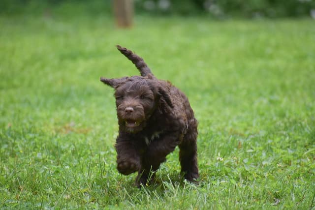 Brown Portuguese Water Dog Puppies media 14