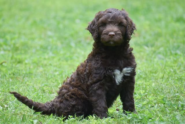 Brown Portuguese Water Dog Puppies media 15