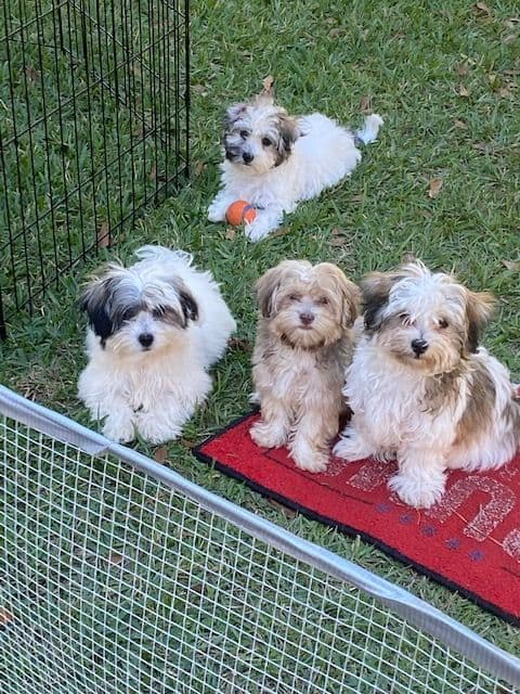 Havanese Puppies - 7 weeks old breeder image 1