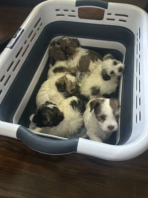 Havanese Puppies - 7 weeks old media 2