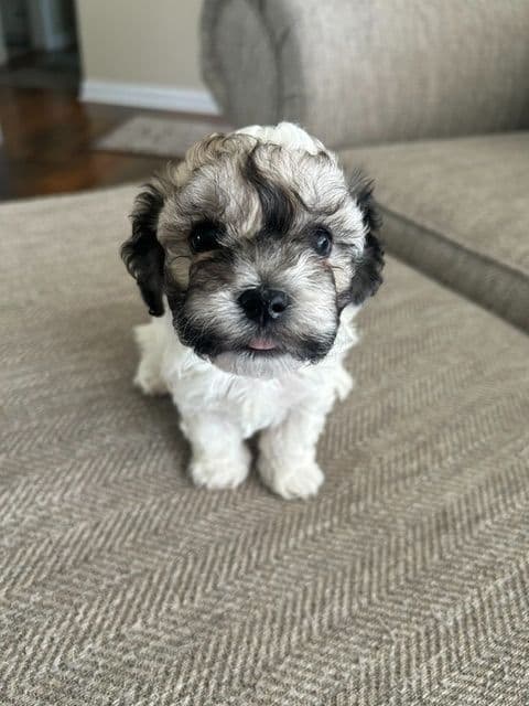 Havanese Puppies - 7 weeks old media 4