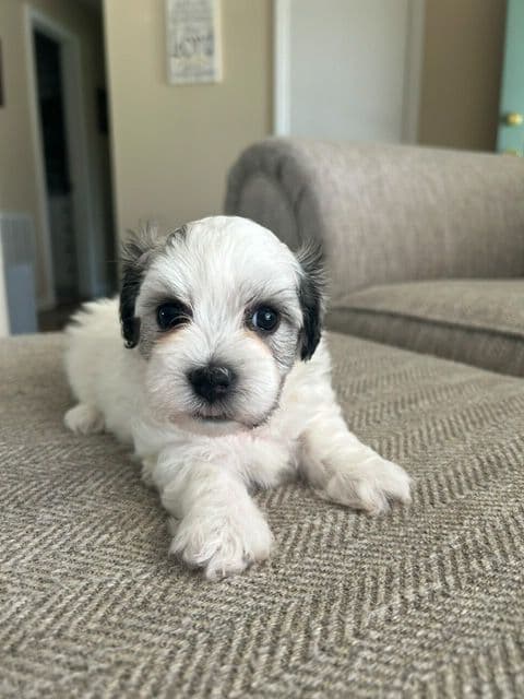 Havanese Puppies - 7 weeks old media 6